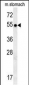 SPATA18 Antibody (N-term)